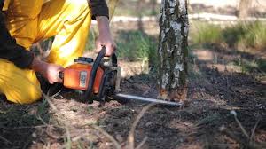 Best Tree and Shrub Care  in Independence, MN