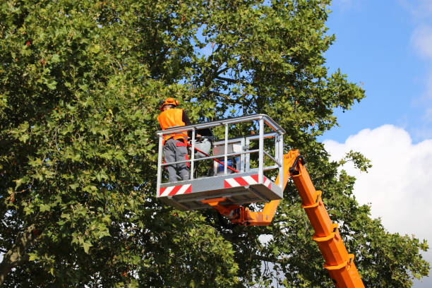 Best Utility Line Clearance  in Independence, MN