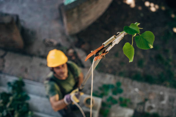 Best Emergency Tree Removal  in Independence, MN