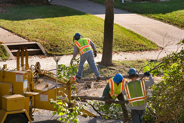 Best Tree Preservation Services  in Independence, MN