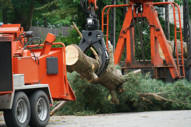 Best Lot and Land Clearing  in Independence, MN