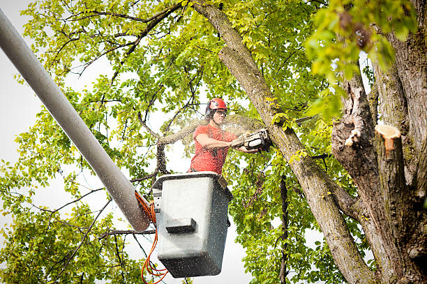 Best Tree Risk Assessment  in Independence, MN