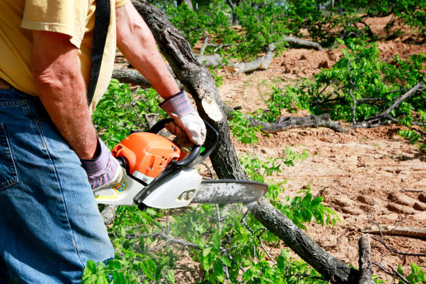 Best Palm Tree Trimming  in Independence, MN